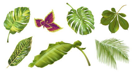Tropical plants set © purplebird