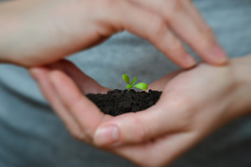 Fototapeta na wymiar Focus on Little seedling in black soil on womans hand. Earth day and Ecology concept.