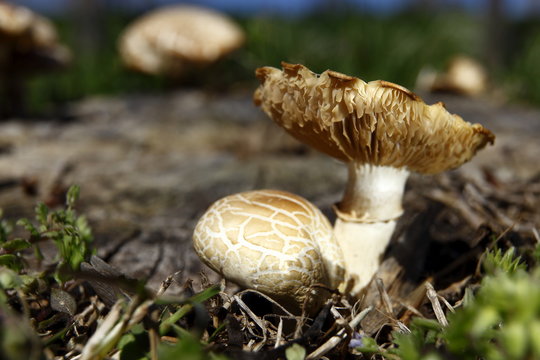 Macro photo mushroom in daylight