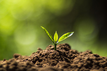 Plant Coffee seedlings in nature