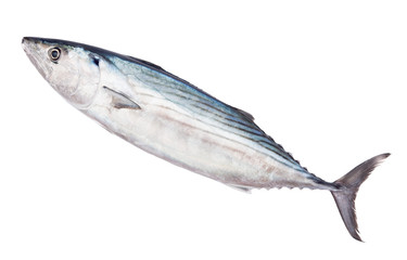 Raw fresh pelamida isolated on white background