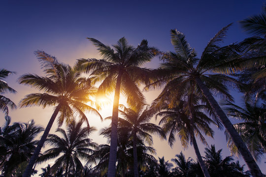 Silhouette of palm tree at beautiful tropical sunset