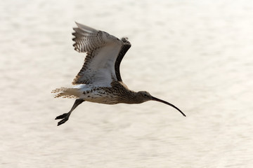 Cute bird with grey feathers flying