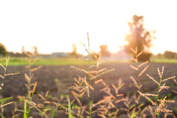 grass flowers with blurred field farm and sunset light in countryside or rural, hope or simple life concept