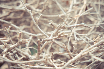 Dry branches on summer background