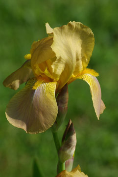 Iris jaune à cœur tigré au printemps au jardin