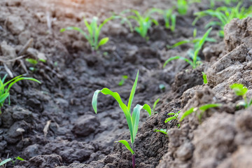 Row pattern of plowed field and sprout corn with sunlight in countryside or rural, begin or start up life concept