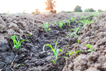 Row pattern of plowed field and sprout corn with sunlight in countryside or rural, begin or start up life concept