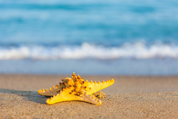 Fototapeta na wymiar Seashell in the sand on the background of beach and sea