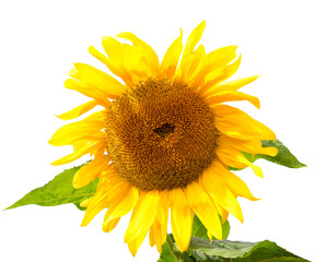 Fototapeta premium Sunflower isolated on white background. Sunflower with leaves.