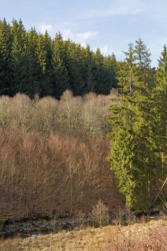 Naturlandschaft im Nationalpark Eifel