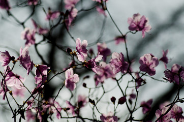 Spring pink flowers. Blossoming tree on the gray background