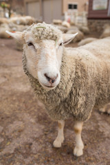 Sheep head close up. Farm animals.