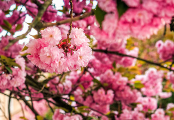 Sakura flower blossom in garden at springtime