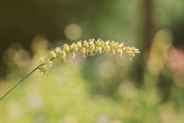 beautiful single flower grass in vintage style (Chrysopogon aciculatus or lesser spear grass ; selective focus)

