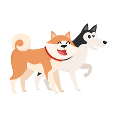 Fototapeta premium Couple of cute, funny dog characters - brown Japanese akita inu, black and white husky, cartoon vector illustration isolated on white background. Lovely husky and akita inu characters, dog breeds