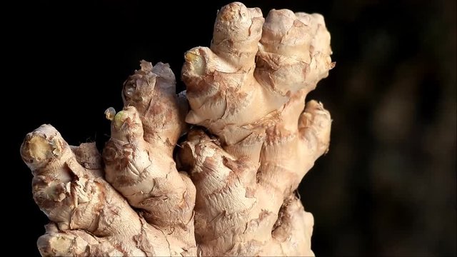 raw ginger root rotates
