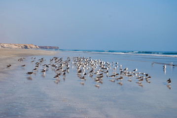 Birds on the sandy beach