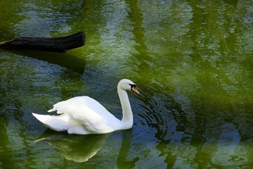 Белый лебедь в зелёной воде
