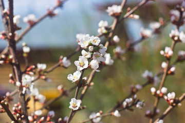 Spring butterfly on the branch of a flowering tree