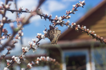 Spring butterfly on the branch of a flowering tree