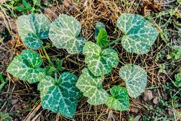 Pumpkin seedlings in the garden