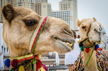 Arabian camel head close up