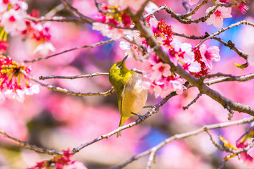 The Japanese White-eye and cherry blossoms. Located in Tokyo Prefecture Japan.