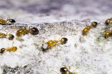 Red ant working on floor
