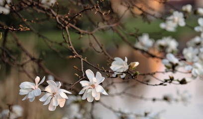 Kwitnąca magnolia - obrazy, fototapety, plakaty