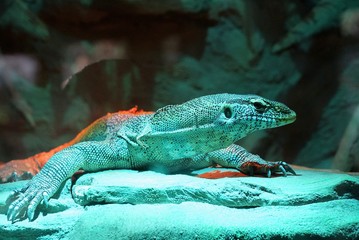 Варан в аквариуме