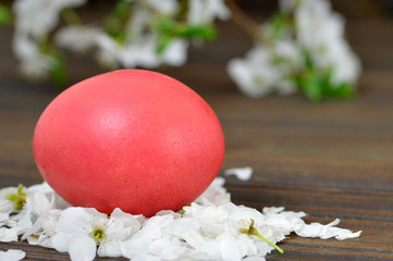 Easter card with red Easter egg  in the nest and spring branches