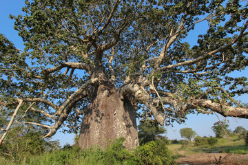 Beautiful and huge Baobab at Kissama National Park – Angola - 143048228