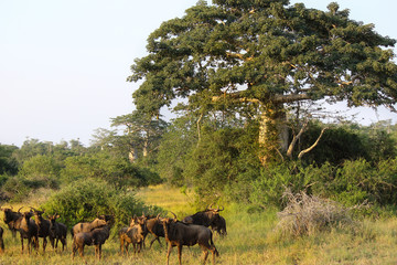 Wildebeest grazing close a baobab at Kissama National Park – Angola - obrazy, fototapety, plakaty