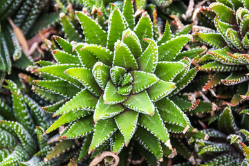 Haworthia willowmorensis