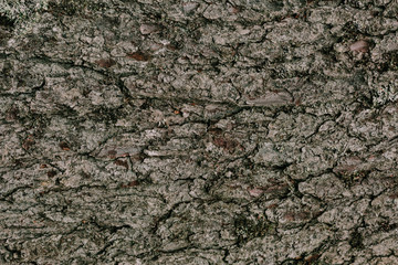 the bark of the tree in the Carpathian forests