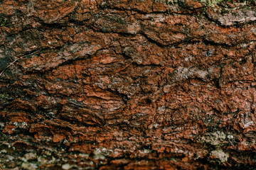 the bark of the tree in the Carpathian forests