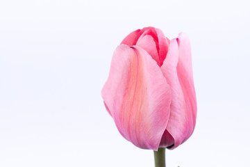 Pink tulip flower isolated over white background