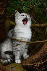 catkitten