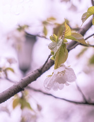 cherry blossoms in spring