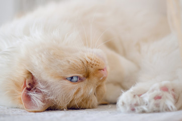 Cat With Blue Eyes Closeup