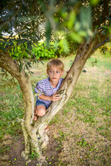 small boy sits on an olive tree 