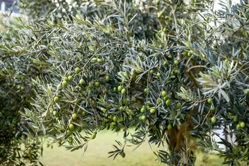olive tree branch with berries 