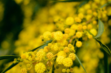 Close up on natural branches of mimosa flower fresh yellow background