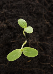 Small plant growing out of soil,agriculture