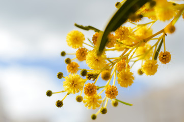 Close up on natural branches of mimosa flower fresh yellow background