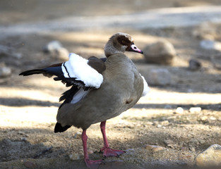 Standing duck spreading wings