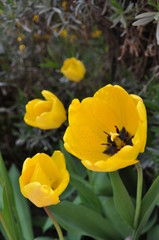 Tulipes