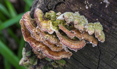 Schmetterlingsporlinge an Totholz