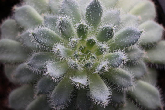 Succulent Echeveria